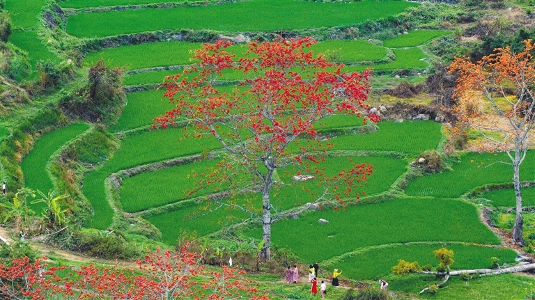 里一起相约木棉花开开元棋牌app春天